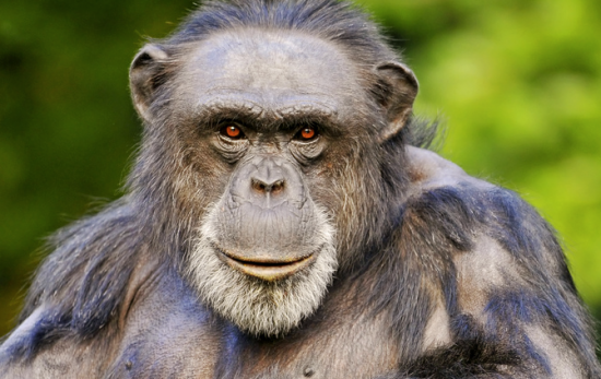 Alpha male gorilla